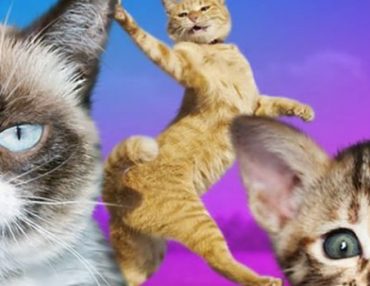 MEOW! ENJOY THE 10 MOST PURRR-FECT CAT VIDEOS
